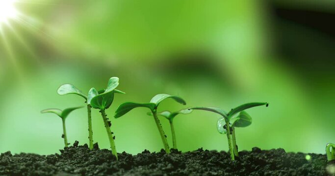 Young cucumber plants germinate under the sun, time lapse, alpha channel