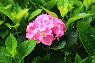 Very beautiful and large pink flowers grow on hydrangea bushes in the summer season