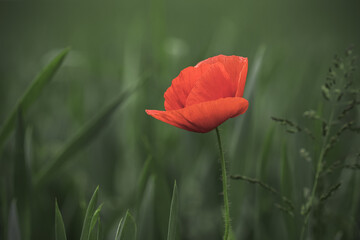 Close-up detailed photo of a single red poppy flower. Lonely wildflower against green natural background. Spring, summer nature background concept.