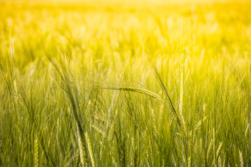 Detailed close-up photo of a golden grain field on a sunny summer day. Agricultural farmland in golden sunlight. Health, food background concept