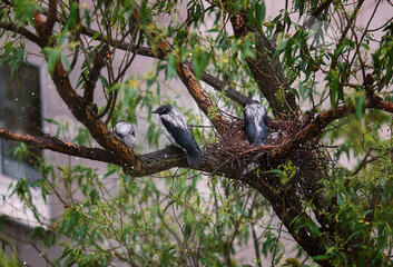 Gray crow chicks in a nest in the rain
