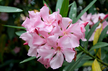 pink flowers blooming oleander in the garden close-up