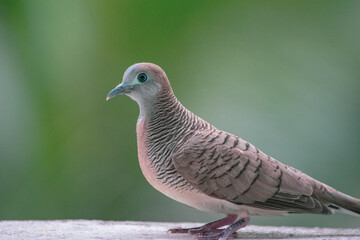 pigeon
