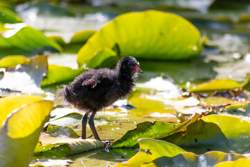 Black bald-coot young biddy from beak to beak feeding with fluffy plumage and a red beak swimming on lake or creek in spring showing parental care of water birds isolated close-up with copy space