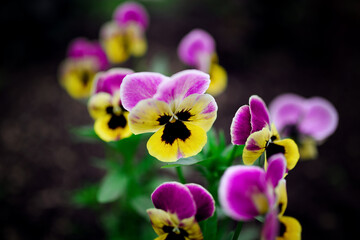 Fototapeta premium Beautiful bright flowers in spring garden