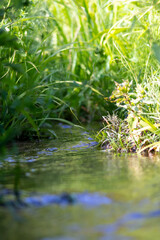Klares Wasser eines natürlichen Baches mit natürlicher Böschung und frischem Grün für Entspannung und Meditation schlängelt sich durch unberührte Natur