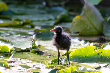 Black bald-coot young biddy from beak to beak feeding with fluffy plumage and a red beak swimming on lake or creek in spring showing parental care of water birds isolated close-up with copy space