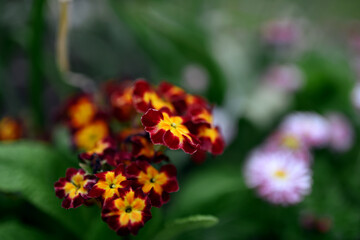 Beautiful red flowers in spring blooming garden