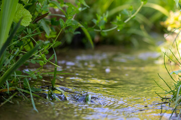 Klares Wasser eines natürlichen Baches mit natürlicher Böschung und frischem Grün für Entspannung und Meditation schlängelt sich durch unberührte Natur