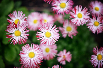 Fototapeta premium Beautiful little daisies in spring garden