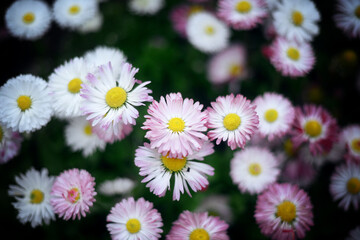 Beautiful little daisies in spring garden