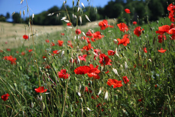 Campo di fiori di papavero, paesaggio collinare in una assolata giornata d’estate