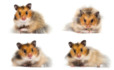 Syrian hamster looks on a white background