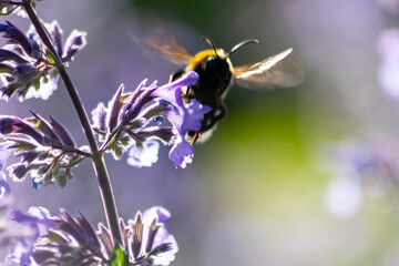 Busy bumblebee pollinating a purple blossom in spring and summer with much copy space and a blurred background shows a clumsy bee insect during dusting and collecting pollen for honey