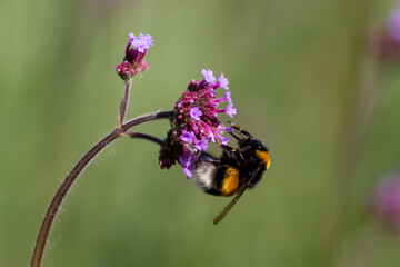 Busy bumblebee pollinating a purple blossom in spring and summer with much copy space and a blurred background shows a clumsy bee insect during dusting and collecting pollen for honey