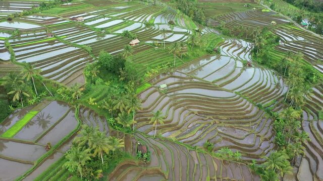 View from above, stunning aerial view of the Jatiluwih rice terrace fields during sunrise. Jatiluwih rice fields are a series of rice paddies located in Tabanan Regency, north Bali, Indonesia.