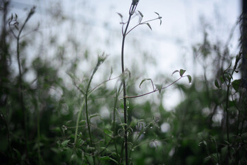 Little rain drops on the leaves