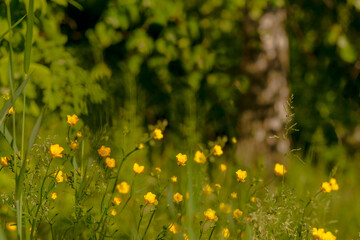 Wild yellow flowers  on the lawn in the forest  on a clear sunny spring or summer day