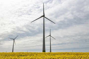 Wind turbines in the yellow rapeseed fields. Ecology environmental background.Green renewable energy concept.