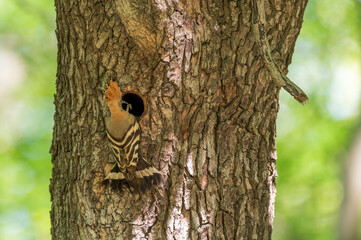 Ein Wiedehopf mit einer Raupe an der Bruthöhle © Ronald Rampsch