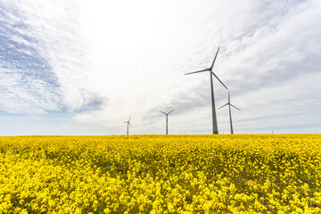 Wind turbines in the yellow rapeseed fields. Ecology environmental background.Green renewable energy concept.