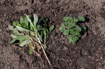 Young sprout of potatoes on the background of plucked weeds and grass.