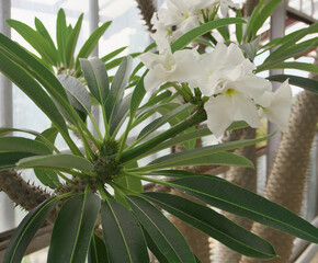 Cactus is a beautiful plant with flowers. It is a native plant of America and grows in desert and drought area with hot and sunny.