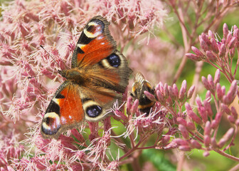 beautiful orange peacook monarch butterfly on a pink flower sipping nectar and spreading pollen on a warm summer day