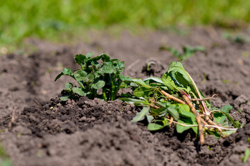 Young sprout of potatoes on the background of plucked weeds and grass.