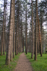 Obraz premium Forest road in spring