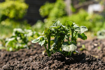 Young green sprout of potatoes in the ground on a background of a vegetable garden.
