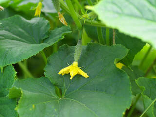 small cucumber with flower and tendrils in vegetable bed