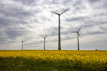 Wind turbines in the yellow rapeseed fields. Ecology environmental background.Green renewable energy concept.