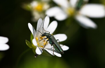 green beetle  on flower