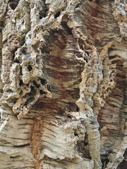 Background with bark balsa wood cork tree texture.