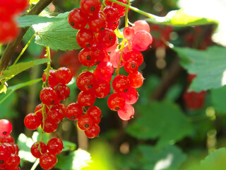 Close up photo branch of ripe red currant in a garden