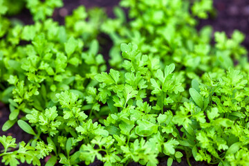 Green young organic garden cress grows outdoors