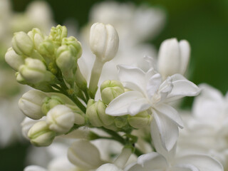 White lilac flowers with buds for a background, spring garden, syringe vulgaris