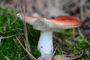 mushrooms on with latin name agaricus silvaticus in a forest glade