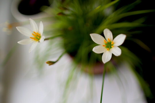 indoor snow white flower upstart