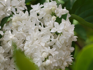 White lilac flowers with buds for a background, spring garden, syringe vulgaris