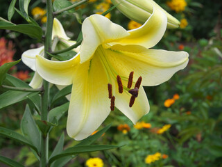Closeup orange red yellow white Lily flowers in a garden bed, Macro shot, Pistil and stamen and bud and drop scent oil.