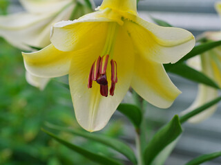 Closeup orange red yellow white Lily flowers in a garden bed, Macro shot, Pistil and stamen and bud and drop scent oil.