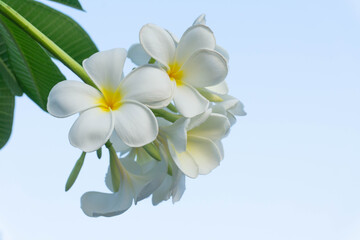 White plumeria flowers bouquet have yellow pollen and green leaf blooming on plant,tropical and summer flower,mix colors,beautiful bunch,spa,Temple Tree,Frangipani