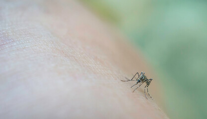 Mosquito sucking blood on human skin cause sick, Malaria,Dengue,Chikungunya,Mayaro fever,Dangerous Zica virus,influenza,Zika virus