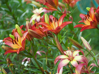 Closeup orange red yellow white Lily flowers in a garden bed, Macro shot, Pistil and stamen and bud and drop scent oil.
