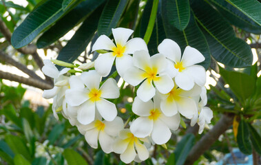 Obraz na płótnie Canvas White plumeria bouquet have yellow pollen and green leaf blooming on plant,tropical and summer flower,mix colors,spa,Temple Tree,Frangipani
