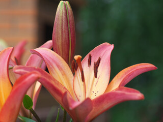 Closeup orange red yellow white Lily flowers in a garden bed, Macro shot, Pistil and stamen and bud and drop scent oil.