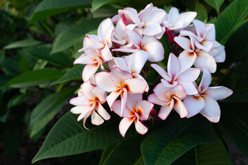 Obraz premium White plumeria and Pink plumeria flowers bouquet have yellow pollen and green leaf blooming on plant,tropical and summer flower,mix colors,spa,Temple Tree,Frangipani