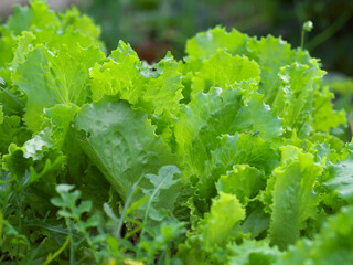Lettuce grows in the open ground in the garden. Green Lettuce leaves on garden beds in the vegetable field. Garden with the beds of vegetables.